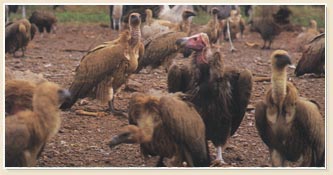 Cape Vultures